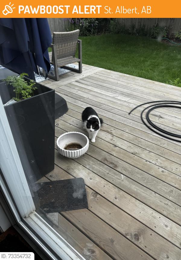 Found/Stray Unknown Cat last seen Everitt Drive and Erin Ridge Drive, St. Albert, AB 