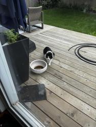 Found/Stray Unknown Cat last seen Everitt Drive and Erin Ridge Drive, St. Albert, AB 