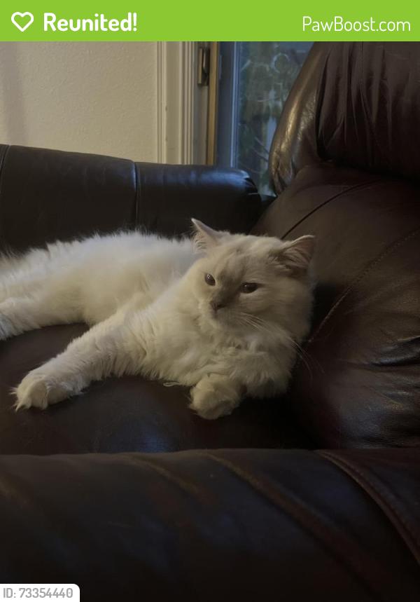 Reunited Male Cat last seen Brooklyn Pizza, canyon blvd, Boulder, CO 80302
