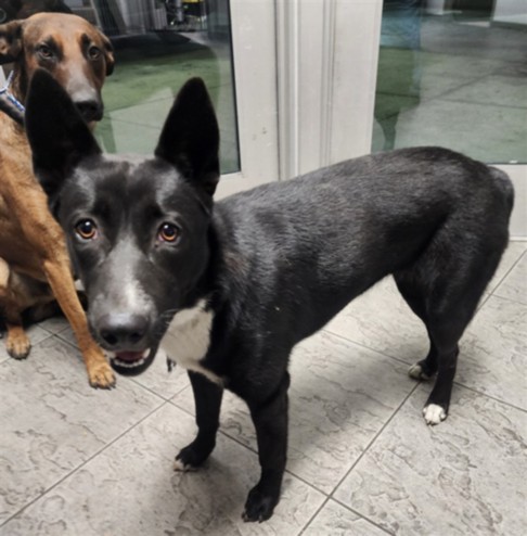 Shelter Stray Female Dog last seen , 11361 W Pico Blvd, Los Angeles, CA 90064, USA