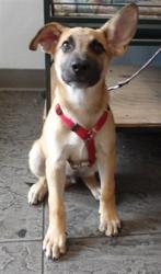 Shelter Stray Male Dog last seen , 11361 W Pico Blvd, Los Angeles, CA 90064, USA