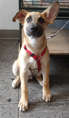 Shelter Stray Male Dog last seen , 11361 W Pico Blvd, Los Angeles, CA 90064, USA