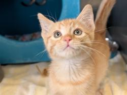 Shelter Stray Male Cat last seen , 600 Aviation Dr, Camarillo, CA 93010, USA