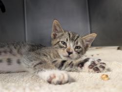 Shelter Stray Male Cat last seen , 600 Aviation Dr, Camarillo, CA 93010, USA