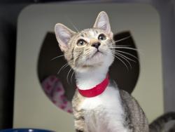 Shelter Stray Male Cat last seen , 600 Aviation Dr, Camarillo, CA 93010, USA