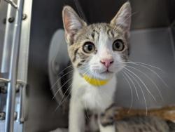 Shelter Stray Male Cat last seen , 600 Aviation Dr, Camarillo, CA 93010, USA