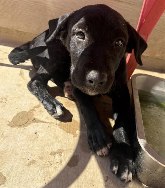 Shelter Stray Female Dog last seen STEVES & NEW BRAUNFELS, 4710 TX-151, San Antonio, TX 78227, USA