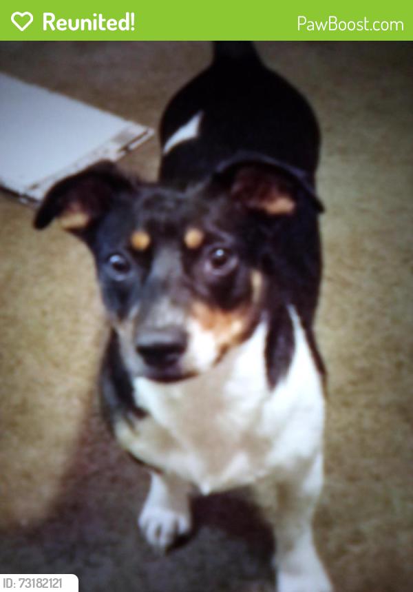 Reunited Female Dog last seen Phillips Dr and south ave Dearing at, Forest Park, GA 30297