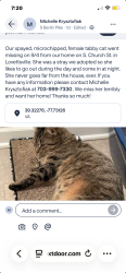 Lost Female Cat last seen S.Church Street, Lovettsville, VA 20180