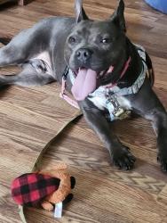 Shelter Stray Male Dog last seen Near BLOCK VERMONT AVE, 3528 Newburg Rd, Louisville, KY 40218, USA