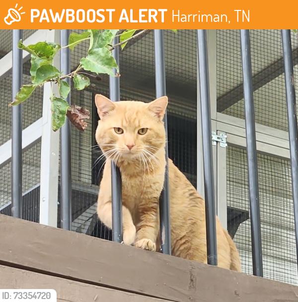 Found/Stray Male Cat last seen Near South Harriman Baptist Church, Harriman, TN 37748