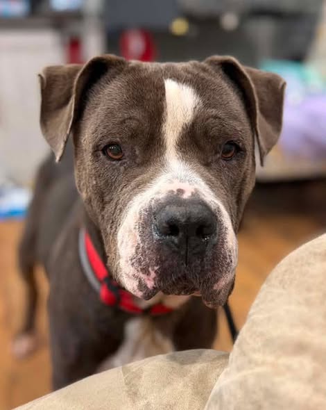 Shelter Stray Female Dog last seen Near BLOCK WEYMOUTH CT, 3528 Newburg Rd, Louisville, KY 40218, USA