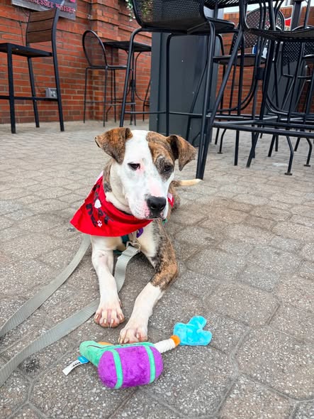 Shelter Stray Female Dog last seen Near BLOCK PRESTON HIGHWAY, 3528 Newburg Rd, Louisville, KY 40218, USA
