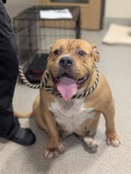 Shelter Stray Female Dog last seen Near BLOCK ESTATE DRIVE, 3528 Newburg Rd, Louisville, KY 40218, USA