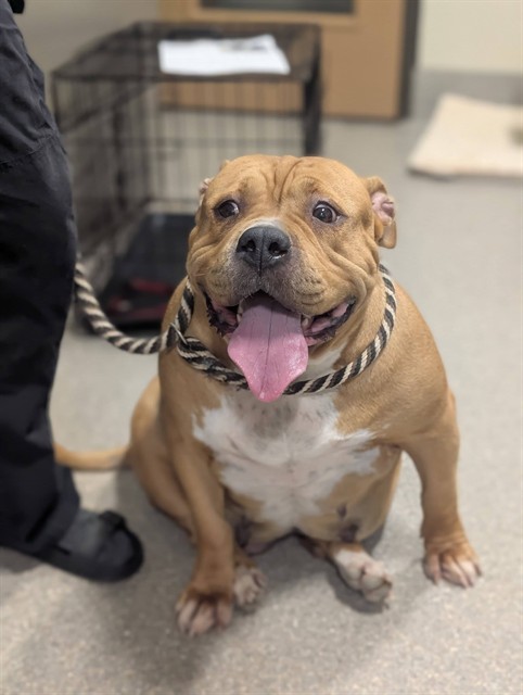 Shelter Stray Female Dog last seen Near BLOCK ESTATE DRIVE, 3528 Newburg Rd, Louisville, KY 40218, USA