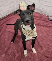 Shelter Stray Male Dog last seen Near BLOCK VAUGHAN ST, DETROIT, MI 48219, 7401 Chrysler Dr, Detroit, MI 48211, USA