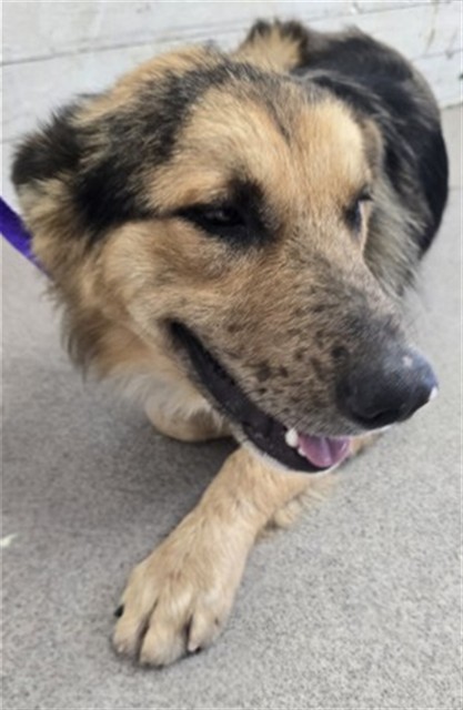 Shelter Stray Male Dog last seen FOUND ON FREEWAY, 333 Chandler Pl, San Bernardino, CA 92408, USA