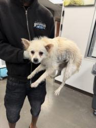 Shelter Stray Male Dog last seen , West Valley Animal Shelter, 20655 Plummer St, Chatsworth, CA 91311, USA