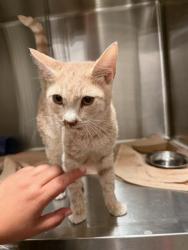 Shelter Stray Male Cat last seen CHARLOTTE, 8315 Byrum Dr, Charlotte, NC 28217, USA