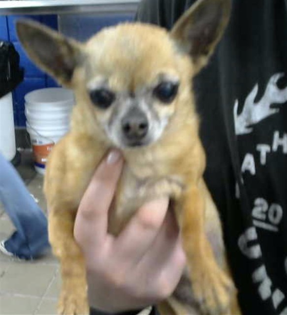 Shelter Stray Female Dog last seen COPPER AND TRAMWAY, 8920 Lomas Blvd NE, Albuquerque, NM 87112, USA