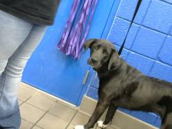 Shelter Stray Female Dog last seen COPPER JUAN TABO (OLIVE GARDEN), 8920 Lomas Blvd NE, Albuquerque, NM 87112, USA