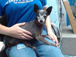 Shelter Stray Male Dog last seen Near BLOCK CUTLER NW (GRAVES PARK), 11800 Sunset Gardens Rd SW, Albuquerque, NM 87121, USA