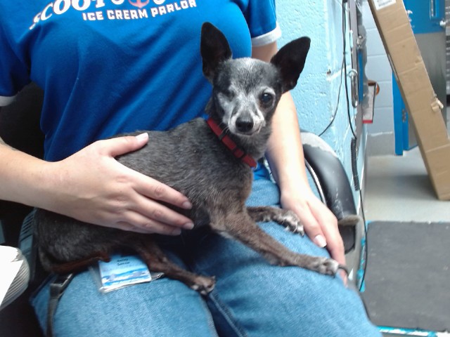 Shelter Stray Male Dog last seen Near BLOCK CUTLER NW (GRAVES PARK), 11800 Sunset Gardens Rd SW, Albuquerque, NM 87121, USA