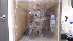 Shelter Stray Female Cat last seen Near BLOCK E 11TH AVE, DENVER CO 80206, 1241 W Bayaud Ave, Denver, CO 80223, USA