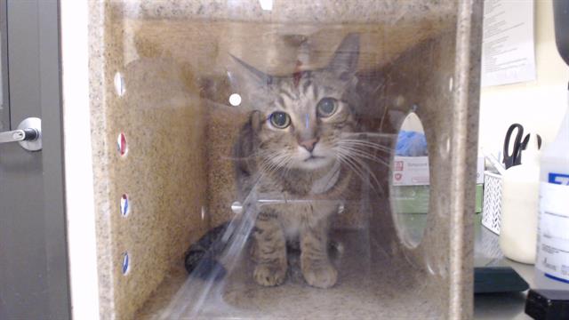 Shelter Stray Female Cat last seen Near BLOCK E 11TH AVE, DENVER CO 80206, 1241 W Bayaud Ave, Denver, CO 80223, USA
