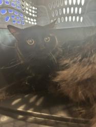 Shelter Stray Male Cat last seen E HARVARD AND SYRACUSE, 2080 S Quebec St, Denver, CO 80231, USA