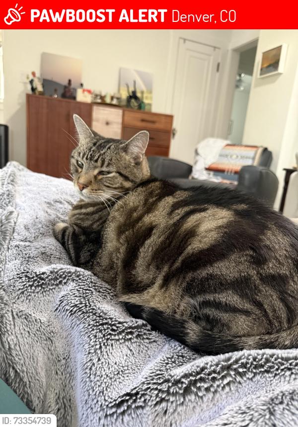 Lost Male Cat last seen Near S Columbine St, Denver, CO 80210