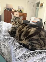 Lost Male Cat last seen Near S Columbine St, Denver, CO 80210