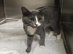 Shelter Stray Male Cat last seen Near BLOCK AIRPORT RD SANTA FE NM 87507, 100 Caja Del Rio Rd, Santa Fe, NM 87507, USA