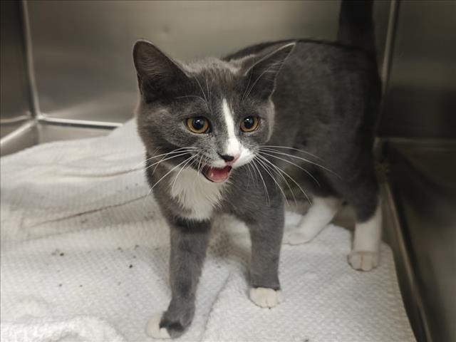 Shelter Stray Male Cat last seen Near BLOCK AIRPORT RD SANTA FE NM 87507, 100 Caja Del Rio Rd, Santa Fe, NM 87507, USA