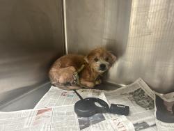 Shelter Stray Male Dog last seen , 3201 Lacy St, Los Angeles, CA 90031, USA