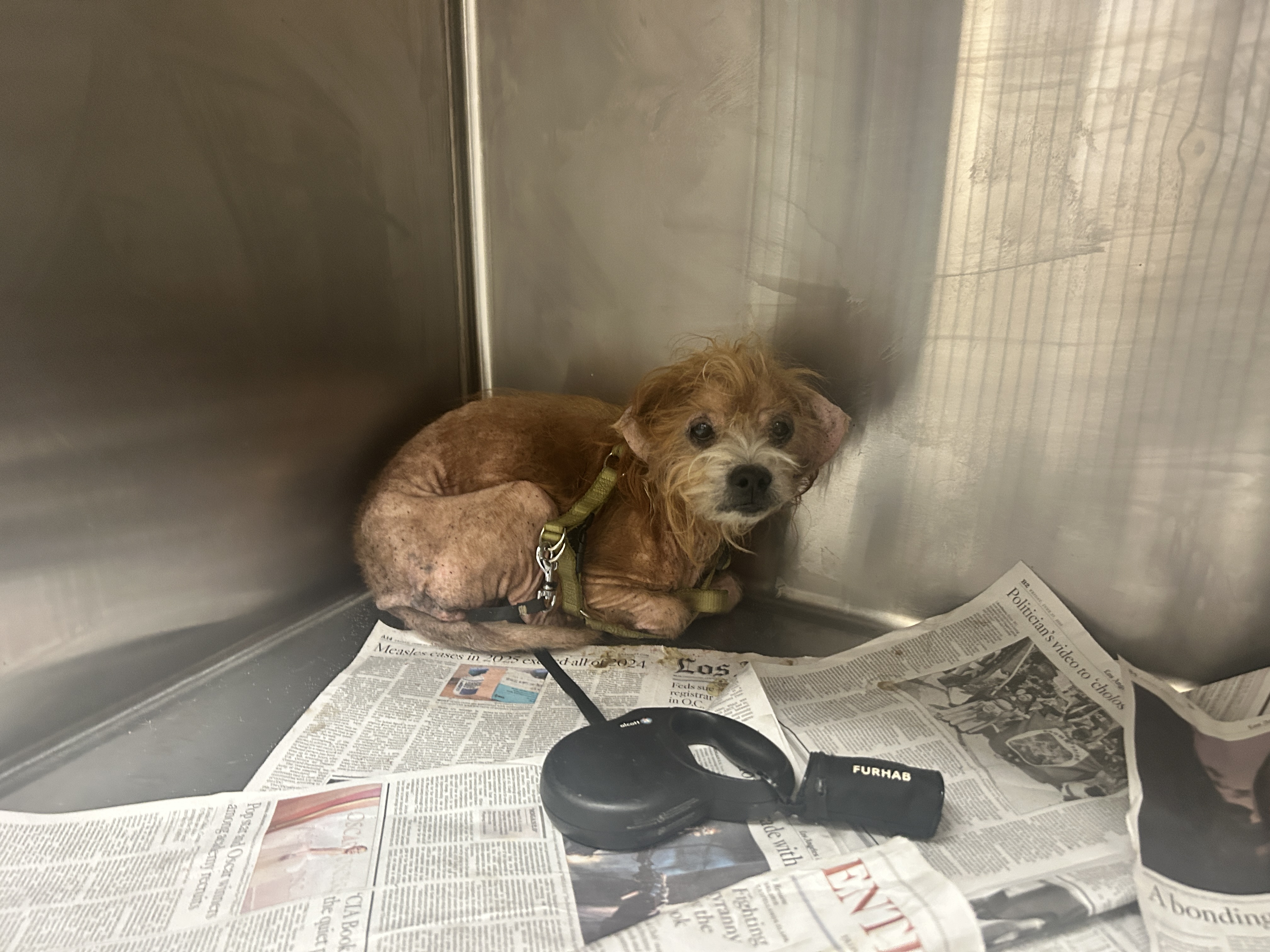 Shelter Stray Male Dog last seen , 3201 Lacy St, Los Angeles, CA 90031, USA