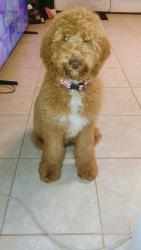 Reunited Male Dog last seen Shannonbrook Drive, Newton, NC 28658