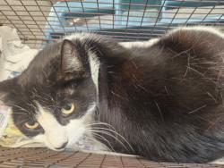 Shelter Stray Female Cat last seen , 3201 Lacy St, Los Angeles, CA 90031, USA