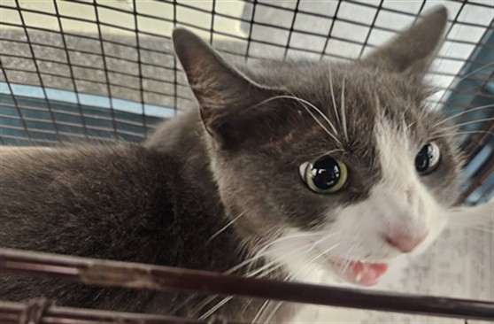 Shelter Stray Female Cat last seen , 3201 Lacy St, Los Angeles, CA 90031, USA
