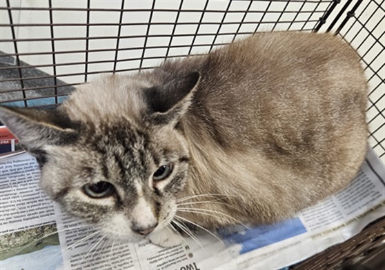 Shelter Stray Female Cat last seen , 3201 Lacy St, Los Angeles, CA 90031, USA