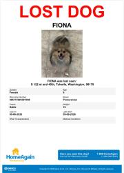 Lost Female Dog last seen S 122 st. 45th, Tukwila, WA 98178