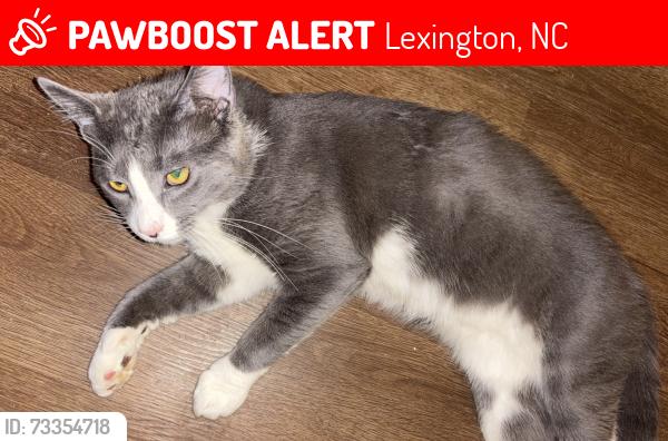 Lost Male Cat last seen Raeford Ave. Lexington NC, Lexington, NC 27292