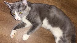 Lost Male Cat last seen Raeford Ave. Lexington NC, Lexington, NC 27292