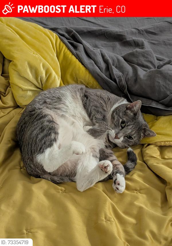 Lost Female Cat last seen County Rd. 5 and Flora View Dr. Erie, CO, Erie, CO 80516