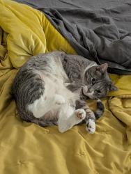 Lost Female Cat last seen County Rd. 5 and Flora View Dr. Erie, CO, Erie, CO 80516