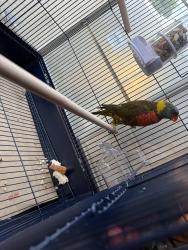 Found/Stray Unknown Bird last seen Glendora Avenue and Arrow Hwy., Covina, CA 91724