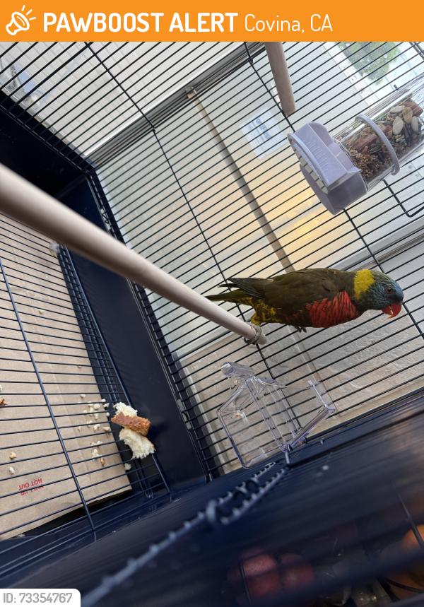 Found/Stray Unknown Bird last seen Glendora Avenue and Arrow Hwy., Covina, CA 91724