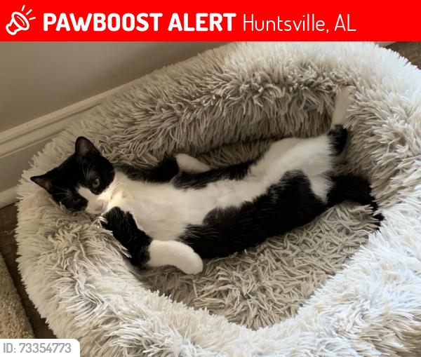 Lost Female Cat last seen Winchester roa, Huntsville, AL 35811