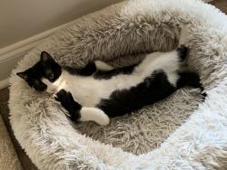 Lost Female Cat last seen Winchester roa, Huntsville, AL 35811