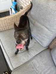 Found/Stray Male Dog last seen Rue Anvers, Laval, QC 